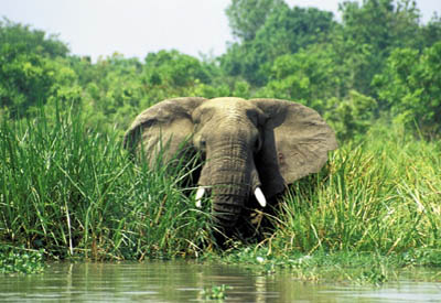 Zentralafrika, Ruanda: Berggorillas und Safari - Elefant