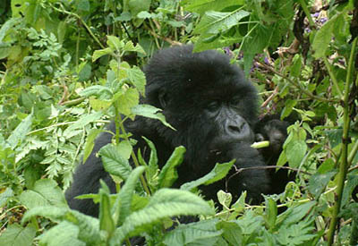 Zentralafrika, Ruanda: Berggorillas und Safari - Kleiner Gorilla