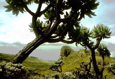 Zentralafrika, Ruanda: Berggorillas und Safari - Mt. Elgon